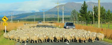 Sheep herded along road, Southland, South Island, New Zealand