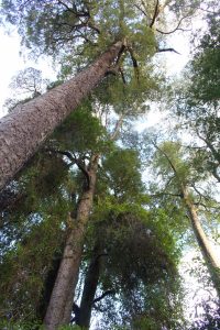 Looking up at kahikatea trees in Riccarton Bush, Christchurch, New Zealand