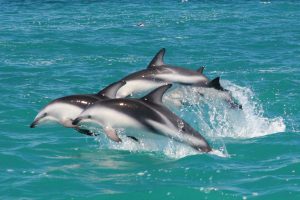 Dusky dolphins in the Pacific Ocean off Kaikoura, South Island, New Zealand